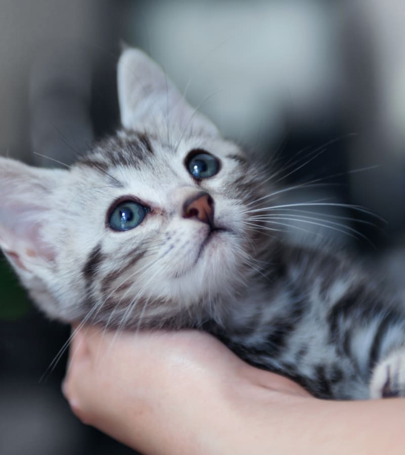 Meadow Vista Veterinary Clinic in Meadow Vista