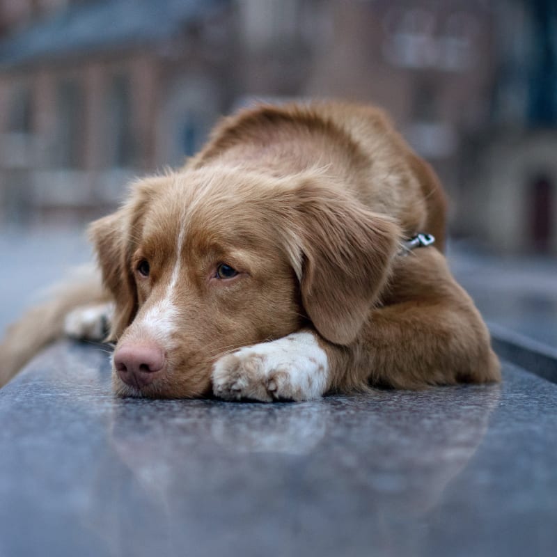 A sad dog with cardiology problems laying on the ground at our 