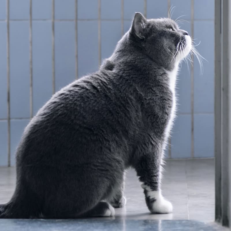 A cat sitting on the ground before the veterinary cardiology exam at Meadow Vista Veterinary Clinic