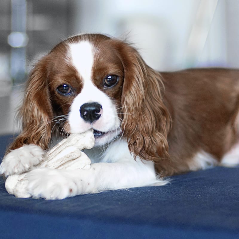 Pet Grooming & Bathing in Meadow Vista