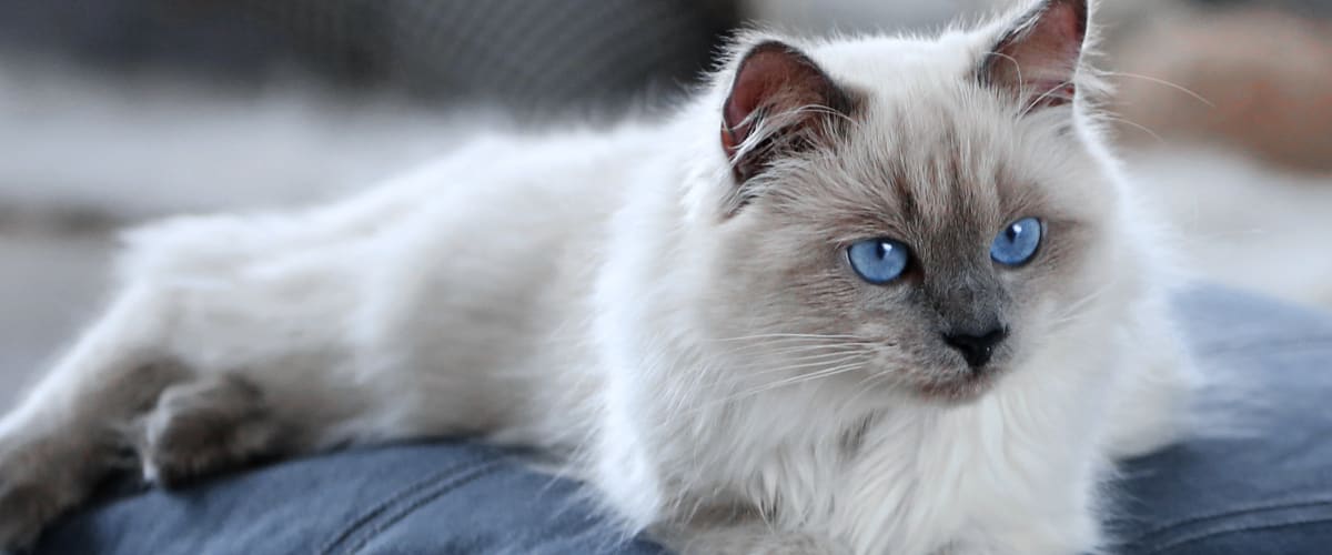 Welcome to Meadow Vista Veterinary Clinic | Meadow Vista Vets Welcome to Meadow Vista Veterinary Clinic | Meadow Vista Vets