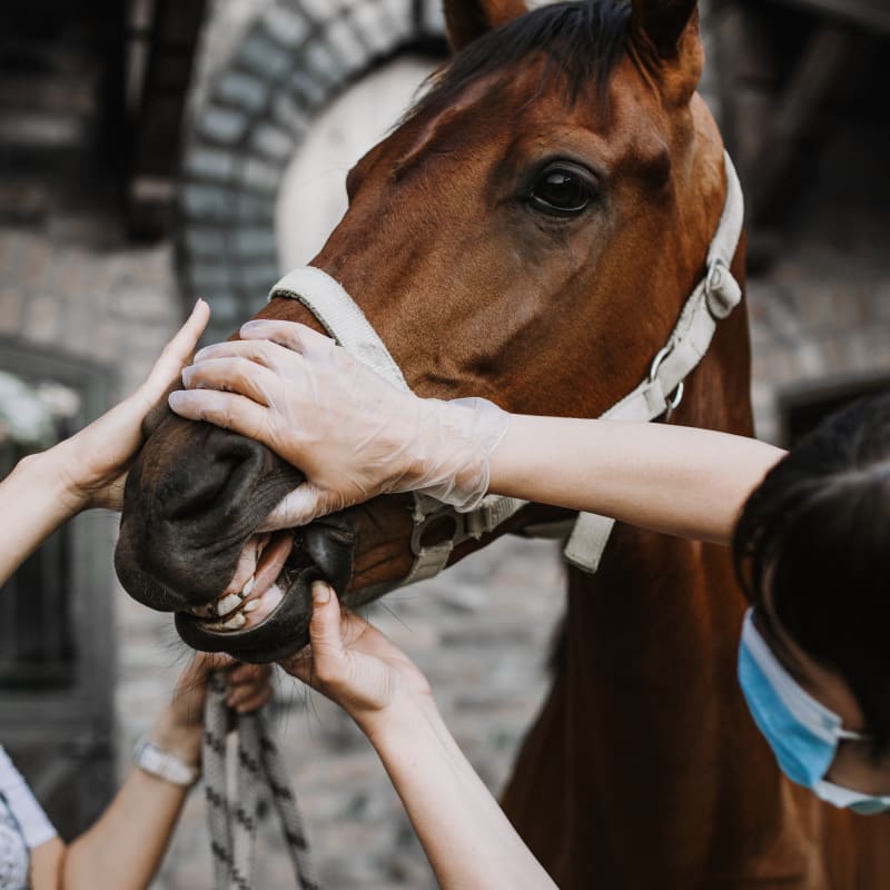 Veterinary Care for Large Animals at Meadow Vista Veterinary Clinic