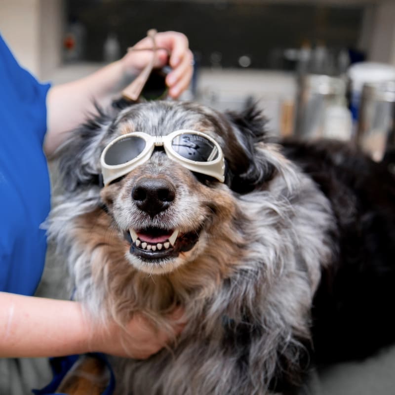 Veterinary Cold Laser Therapy for Cats & Dogs in Meadow Vista