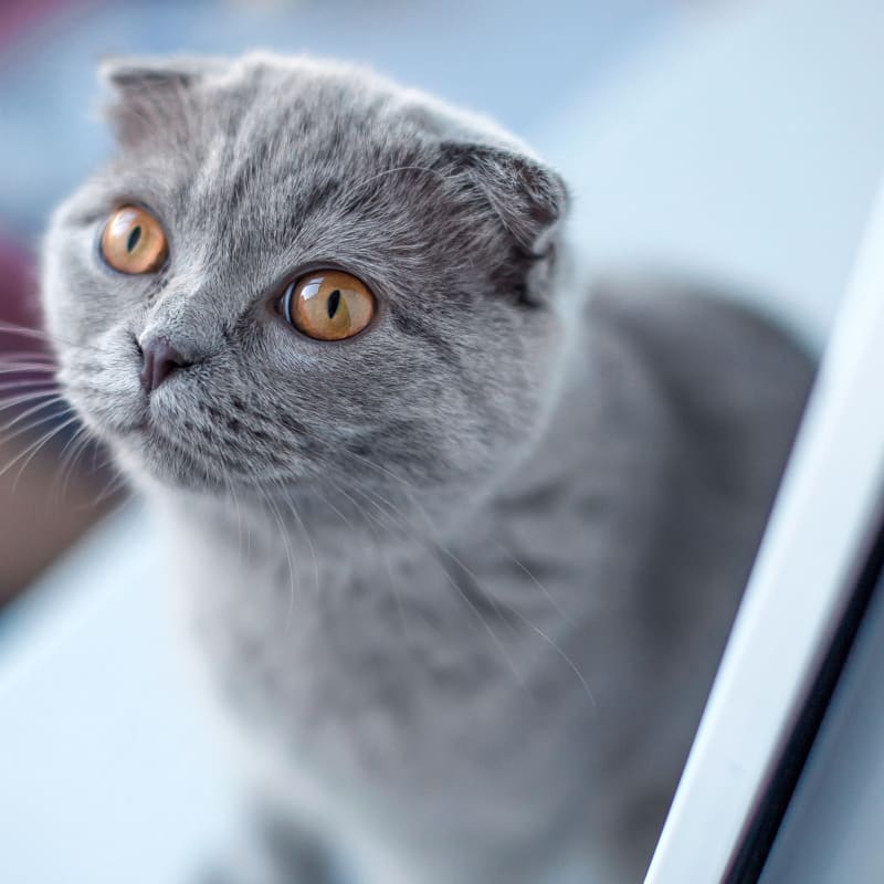 A confused grey cat looking up after the cat spaying surgery at our Meadow Vista Veterinary Clinic