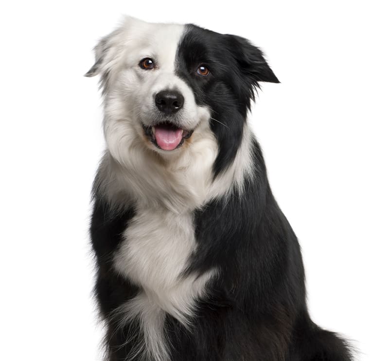 Senior Dog Ultimate Wellness Plan, Meadow Vista Veterinary Clinic