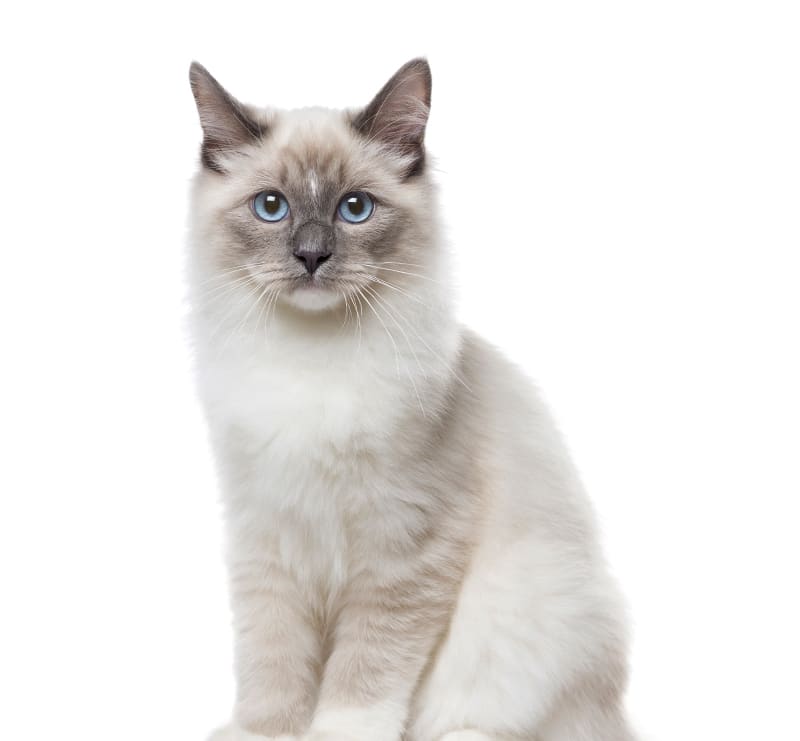 Senior Cat Wellness Plan, Meadow Vista Veterinary Clinic
