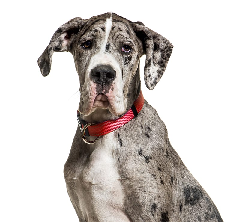Giant Dogs, Meadow Vista Veterinary Clinic
