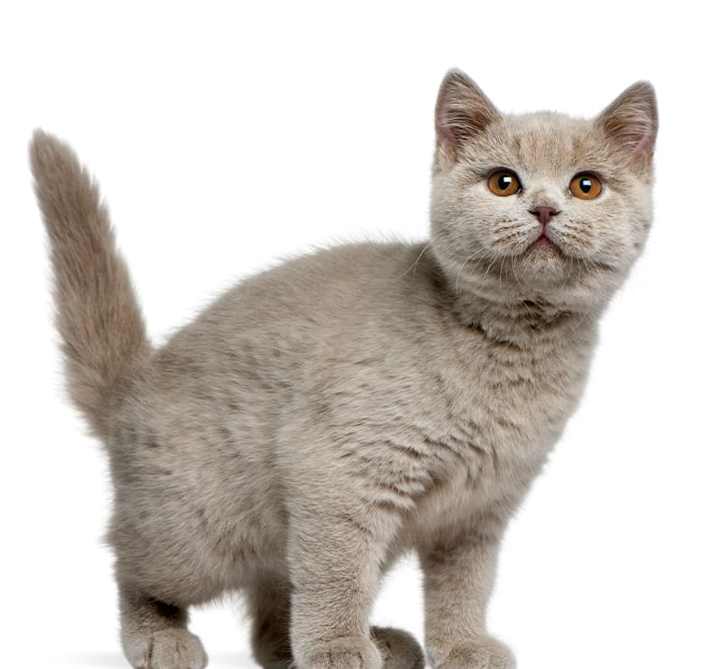 Kitten Neuter Wellness Plan, Meadow Vista Veterinary Clinic