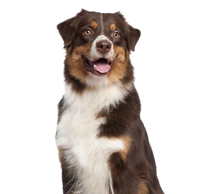 Large Dogs, Meadow Vista Veterinary Clinic
