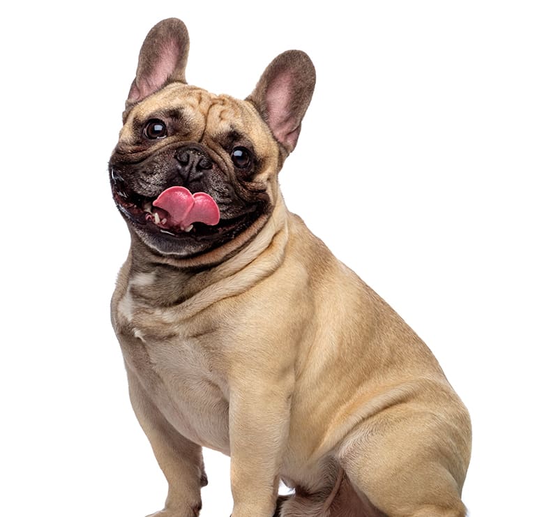 Medium Dogs, Meadow Vista Veterinary Clinic