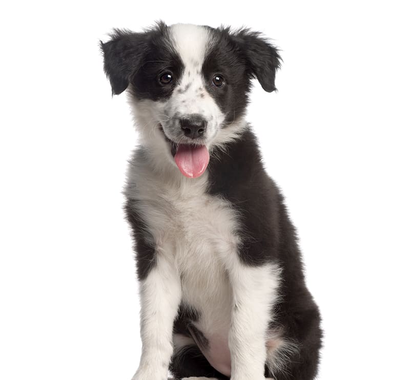 Puppy Neuter Wellness Plan, Meadow Vista Veterinary Clinic