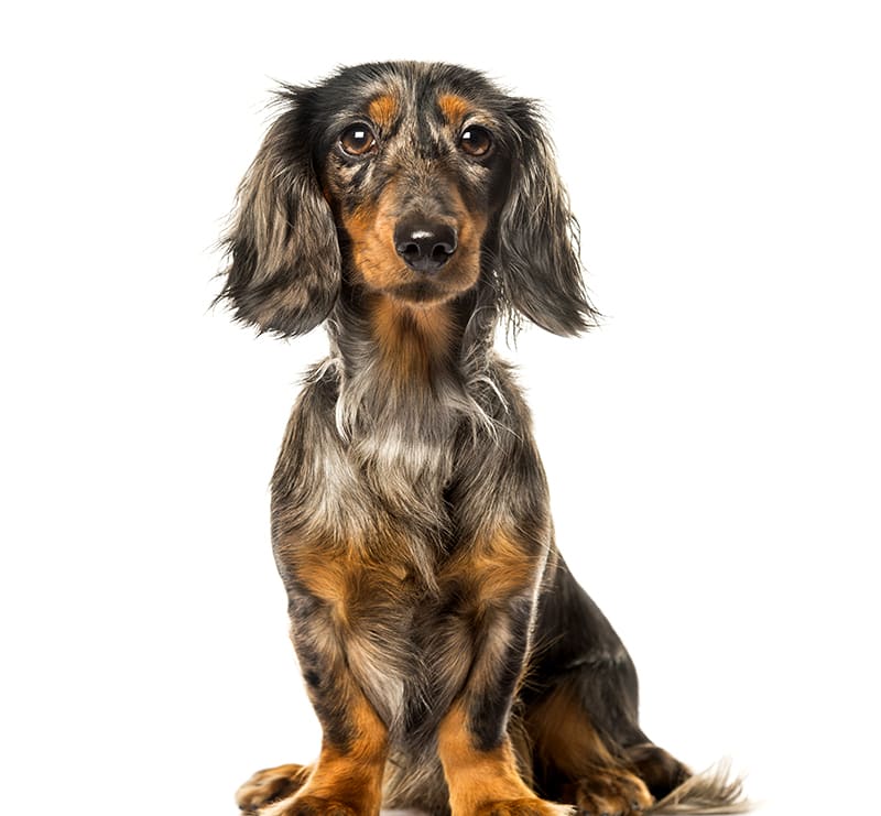 Small Dogs, Meadow Vista Veterinary Clinic