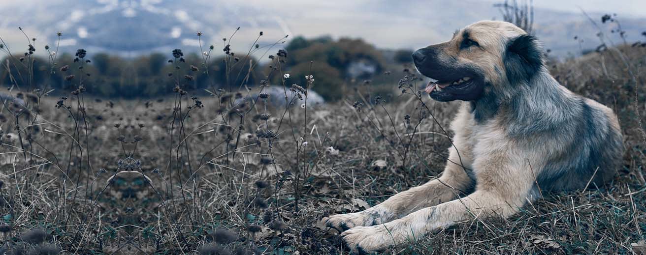 A dog lying on the ground, Testimonials background
